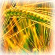 Agricultural Commodities