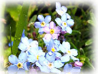 Floriculture - Flowers And Dried Flowers