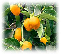 Fruits - Fresh & Dried Preserved