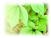 Medicated Herbal Plants, Aromatics, Oils & Extracts