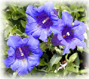 Herbal Extracts