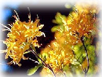 Medicated Aromatic Plants