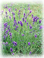 Herbal Raw Material
