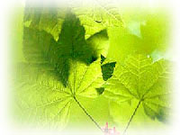 Natural Dried & Live Plants