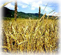 Agro Products - Pulses