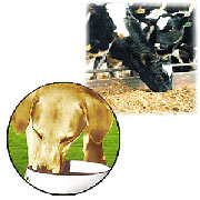 Animal Feed Supplements
