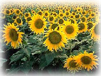 Edible Oil And Allied Products