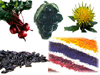 Natural Food Colours