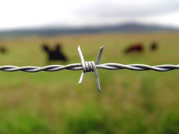 Barbed Wire