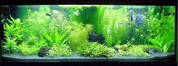 Novelty Aquariums