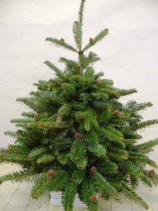 Christmas Decoration