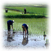 Planting Seeding