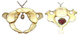 Bones - Decorative & Jewellery, exporter of Bones - Decorative & Jewellery products, manufacturer of Bones - Decorative & Jewellery products 