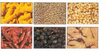 Indian Spices, exporter from India 