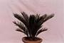 CYCUS REVOLUTA