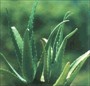 ALOE VERA - COSMETIC EXTRACTS