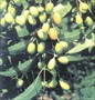 NEEM EXTRACT - HERBAL AGROCHEMICALS 