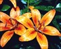NEUTRACEUTICAL - HERBAL PRODUCTS