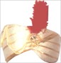 PAGADI