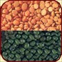 FRESH INDIAN PULSES